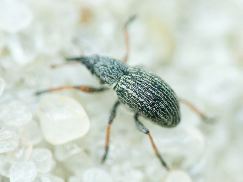 Apionidae Schönherr, 1823